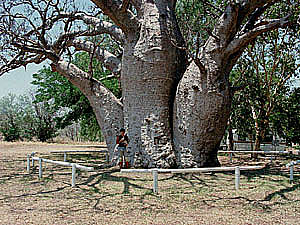 ボアブの木